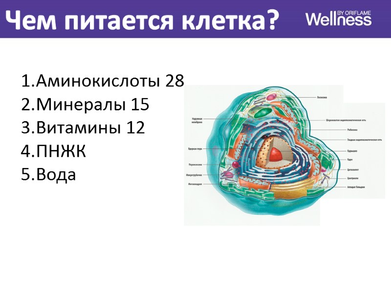 Чем питается клетка? Аминокислоты 28 Минералы 15 Витамины 12 ПНЖК Вода